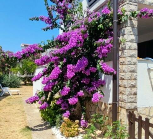 Privlaka  Škrapavac